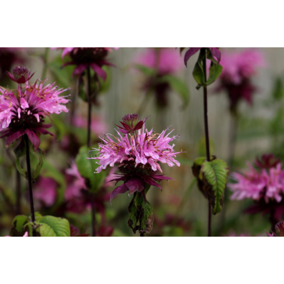 MONARDA 'Croftway Pink'