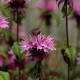 MONARDA 'Croftway Pink'