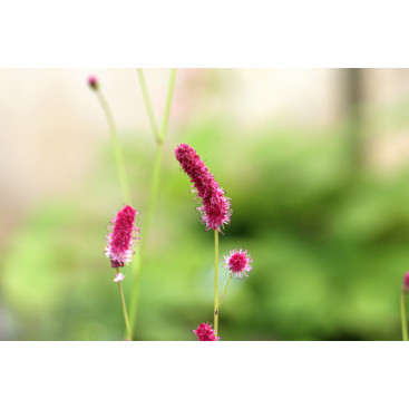 SANGUISORBA tenuifolia var. purpurea