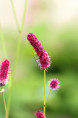SANGUISORBA tenuifolia var. purpurea