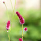 SANGUISORBA tenuifolia 'Purpurea'