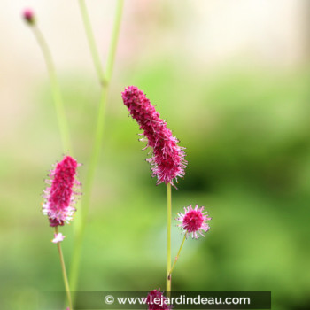 SANGUISORBA tenuifolia &#039;Purpurea&#039;