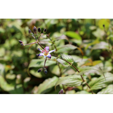 TRICYRTIS \'Tojen\'