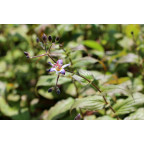 TRICYRTIS 'Tojen'