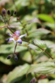 TRICYRTIS 'Tojen'