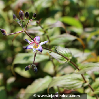 TRICYRTIS &#039;Tojen&#039;