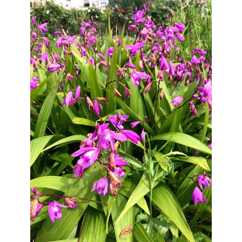 BLETILLA striata