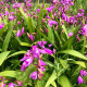 BLETILLA striata