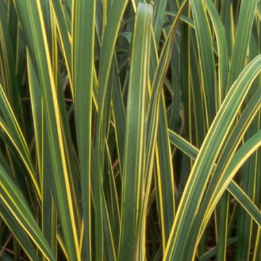 SPARTINA pectinata \'Aureomarginata\'