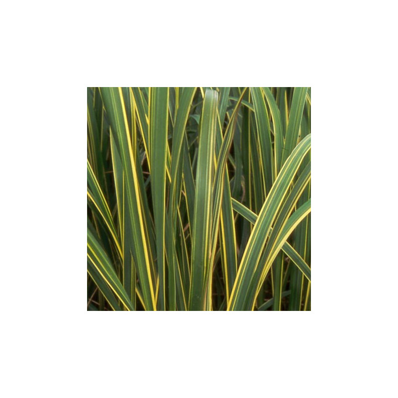 SPARTINA pectinata 'Aureomarginata' SPARTINA pectinata 'Aureomarginata'