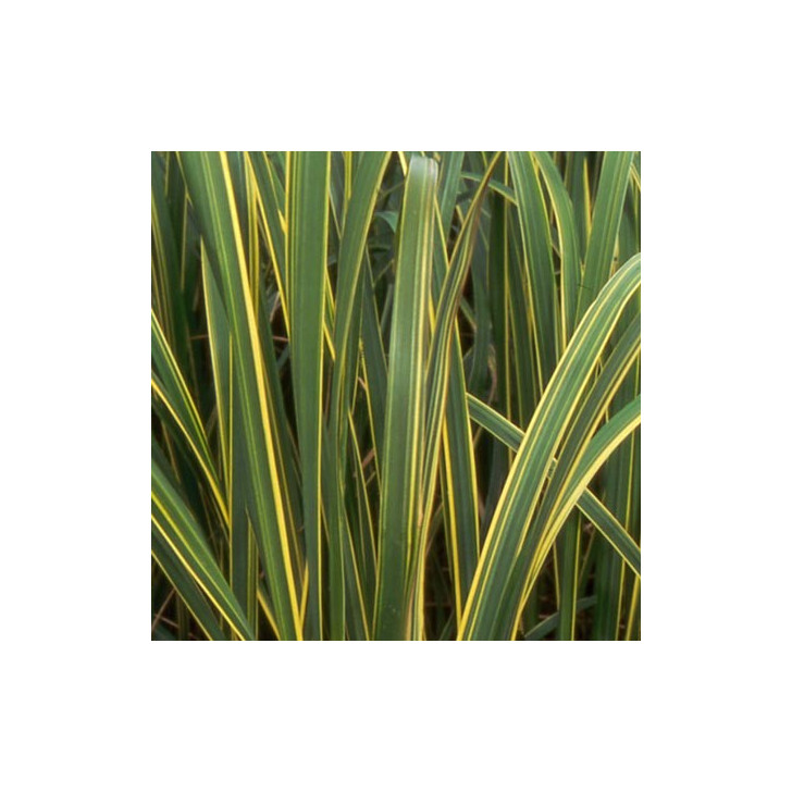 SPARTINA pectinata 'Aureomarginata'