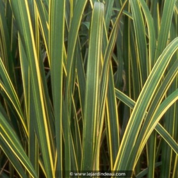 SPARTINA pectinata &#039;Aureomarginata&#039;