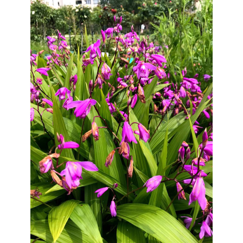 BLETILLA striata