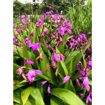 BLETILLA striata