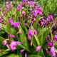 BLETILLA striata