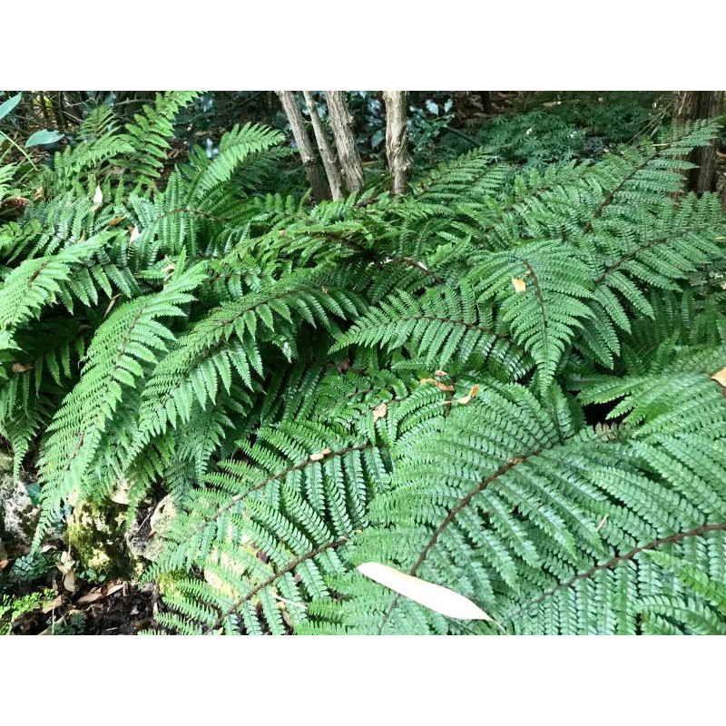 POLYSTICHUM polyblepharum