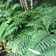 POLYSTICHUM polyblepharum