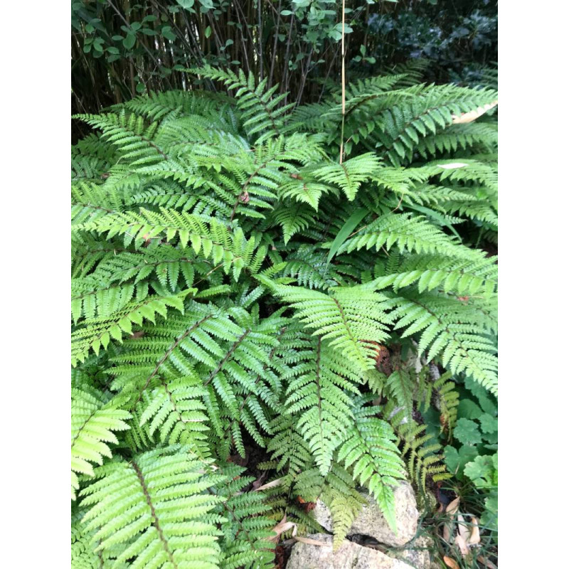 POLYSTICHUM polyblepharum