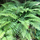 POLYSTICHUM polyblepharum