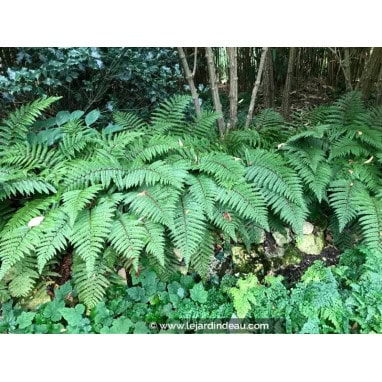 POLYSTICHUM polyblepharum - Aspidie du Japon / Japanese tassel fern