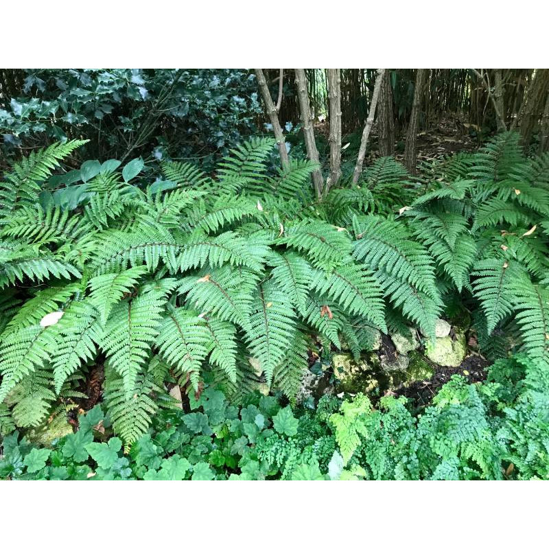 POLYSTICHUM polyblepharum