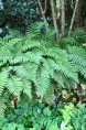 POLYSTICHUM polyblepharum