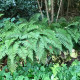 POLYSTICHUM polyblepharum