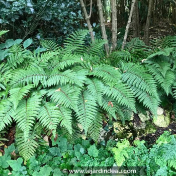 POLYSTICHUM polyblepharum