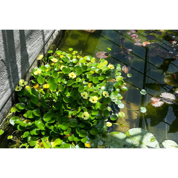 HYDROCLEYS nymphoides