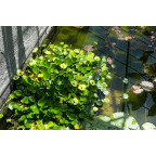 HYDROCLEYS nymphoides