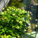 HYDROCLEYS nymphoides