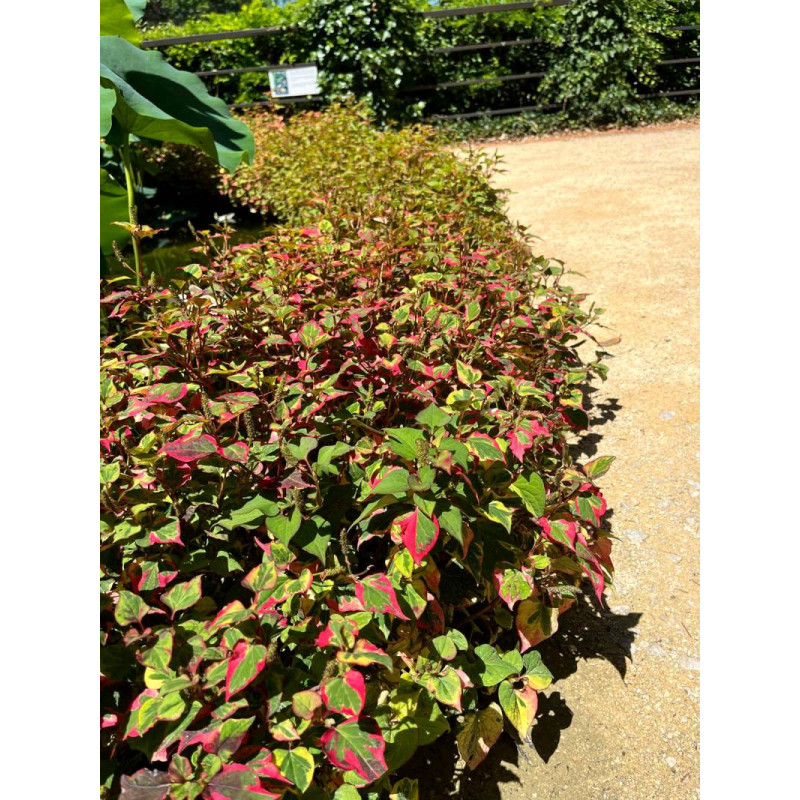 HOUTTUYNIA cordata 'Chameleon'