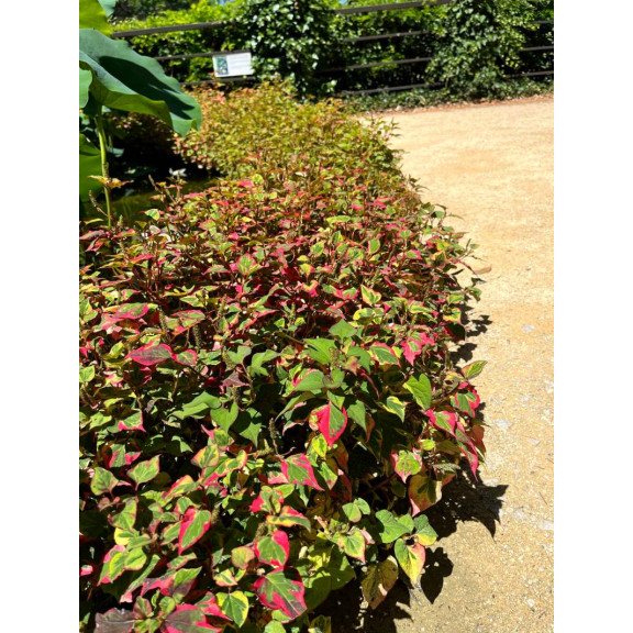 HOUTTUYNIA cordata 'Chameleon'