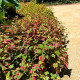 HOUTTUYNIA cordata 'Chameleon'