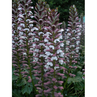 ACANTHUS mollis