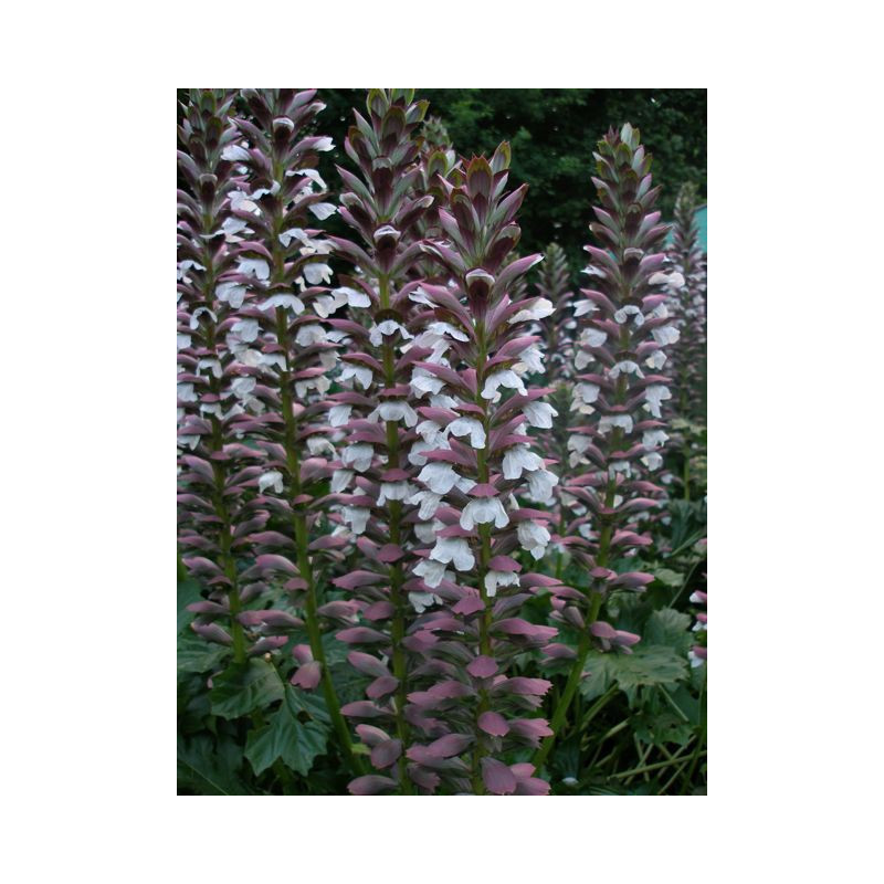 ACANTHUS mollis