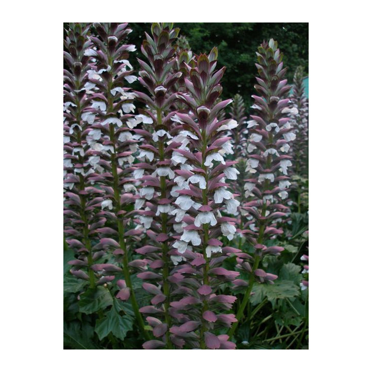 ACANTHUS mollis