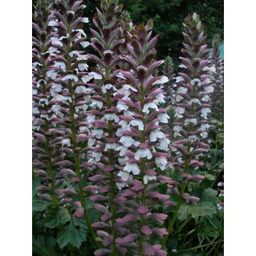ACANTHUS mollis