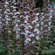 ACANTHUS mollis