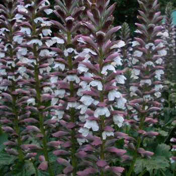 ACANTHUS mollis
