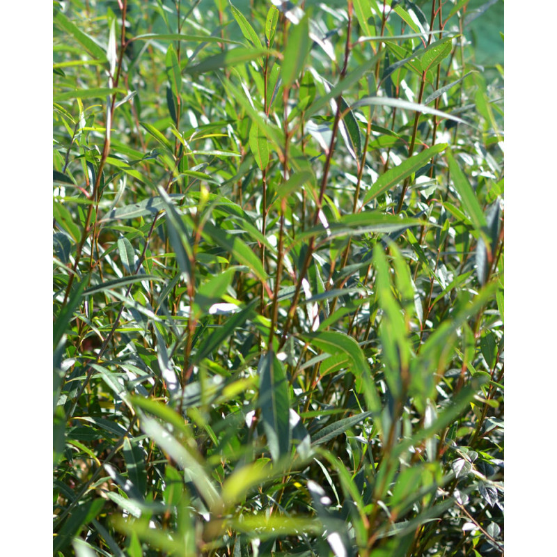 SALIX alba