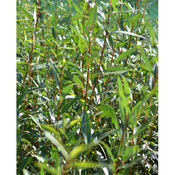 SALIX alba
