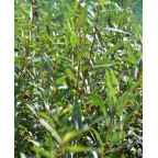 SALIX alba