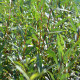 SALIX alba