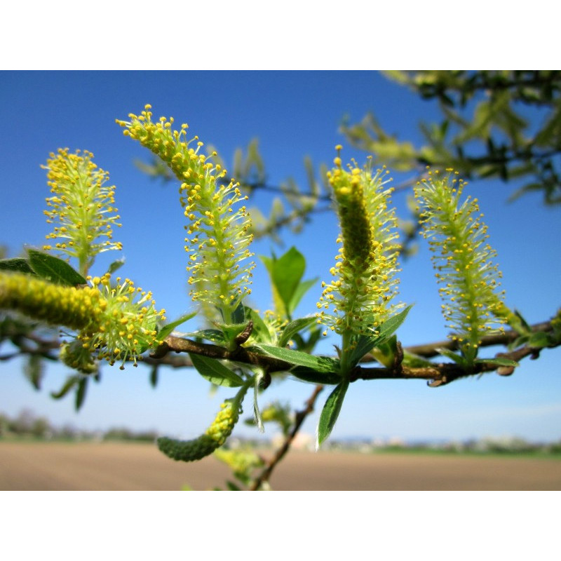 SALIX alba