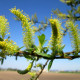 SALIX alba