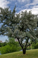 SALIX alba