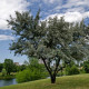 SALIX alba