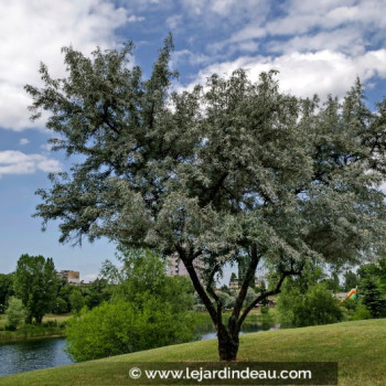 SALIX alba