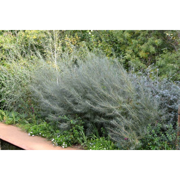 SALIX rosmarinifolia